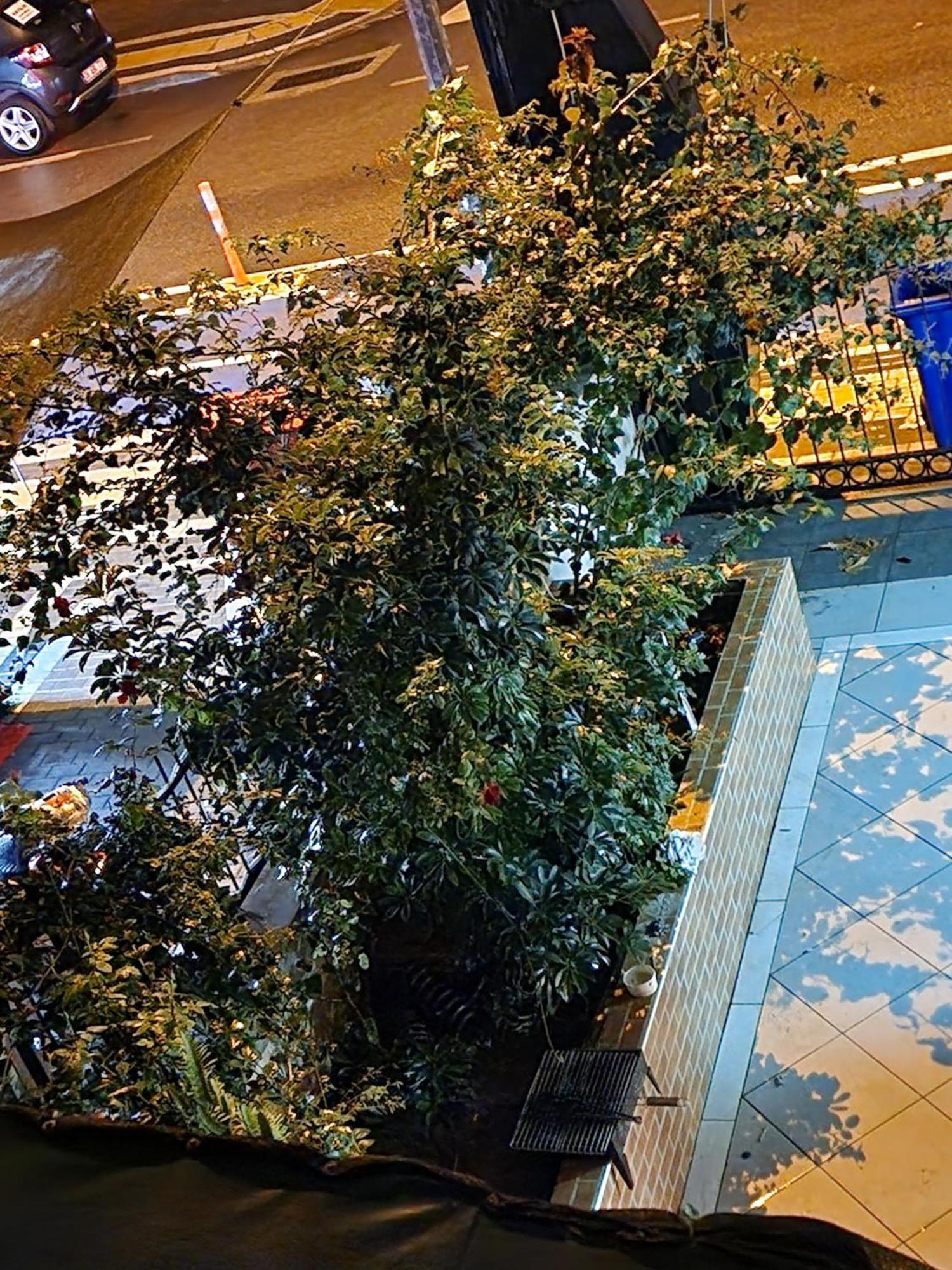 Cleopatra City Hotel Αλάνια Εξωτερικό φωτογραφία